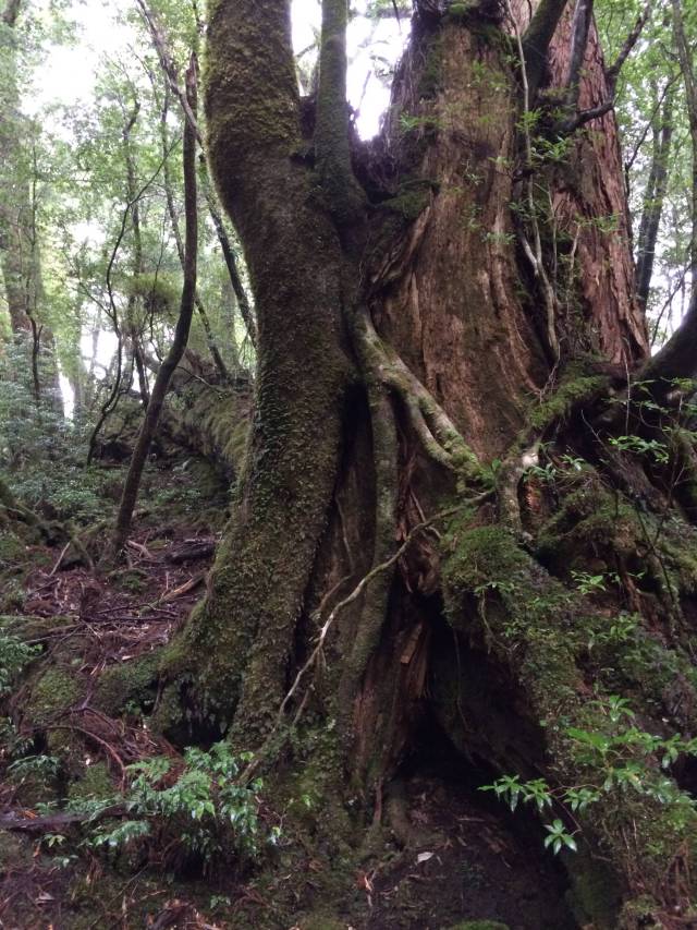 japan16-yakusugiland-47