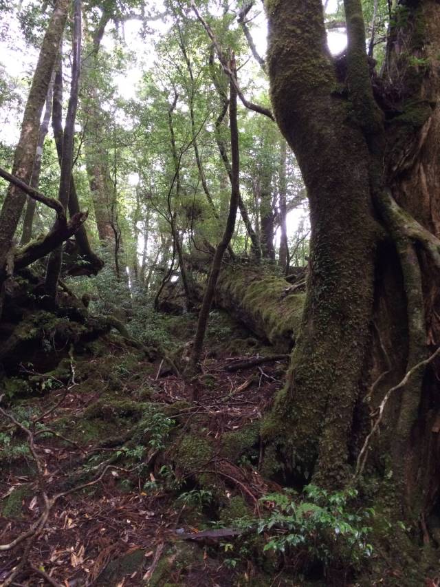 japan16-yakusugiland-48