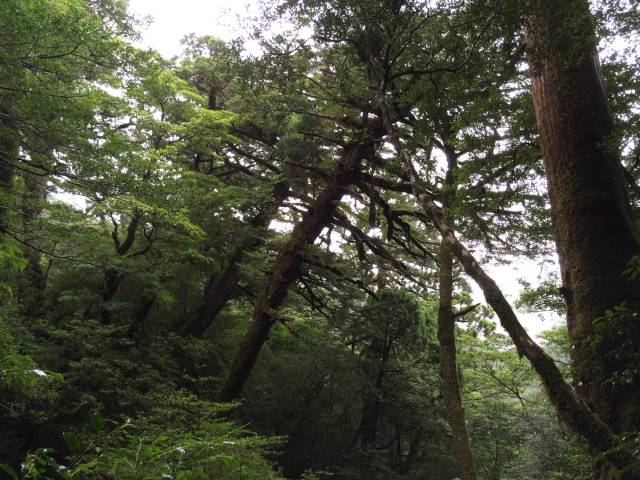 japan16-yakusugiland-49