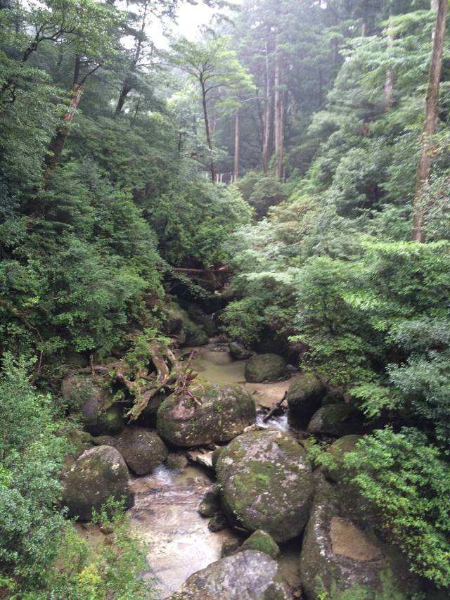 japan16-yakusugiland-5