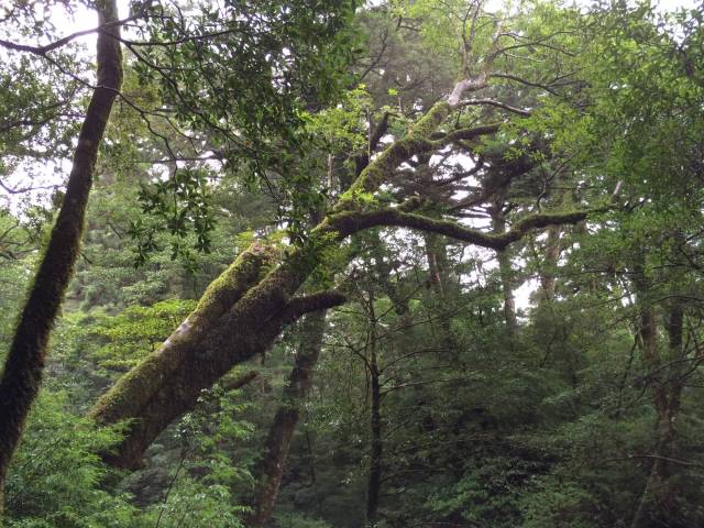 japan16-yakusugiland-50