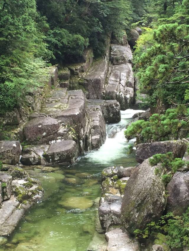 japan16-yakusugiland-52