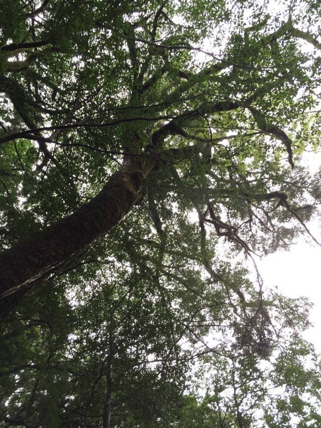 japan16-yakusugiland-53