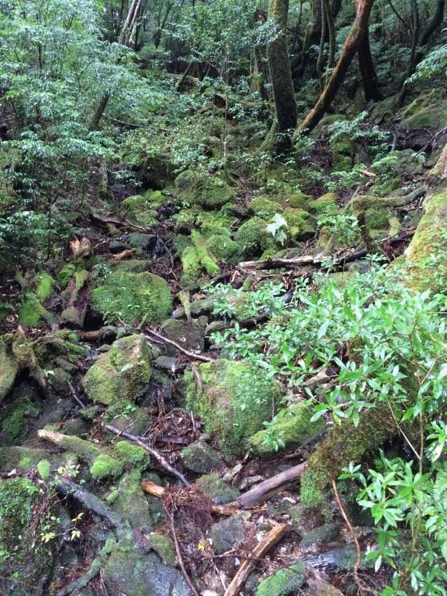 japan16-yakusugiland-54