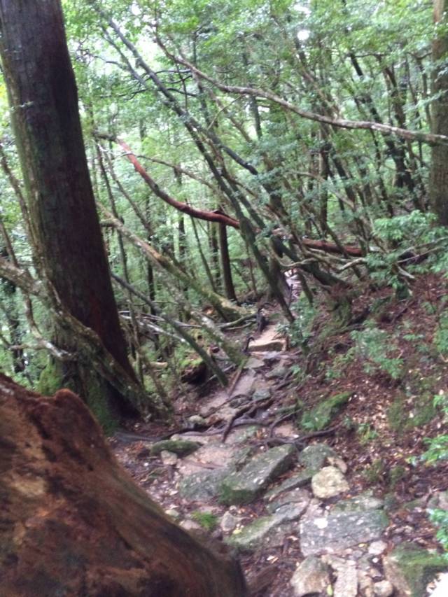 japan16-yakusugiland-55