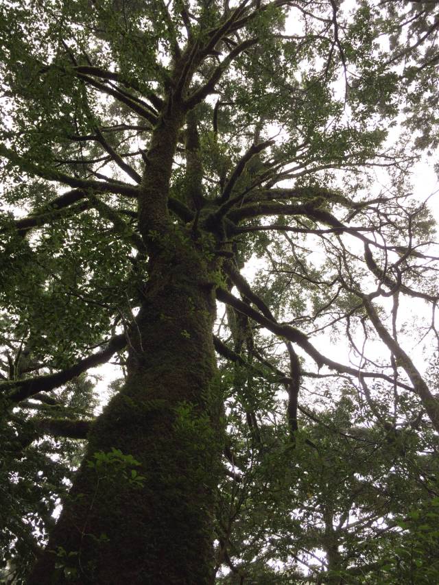 japan16-yakusugiland-56