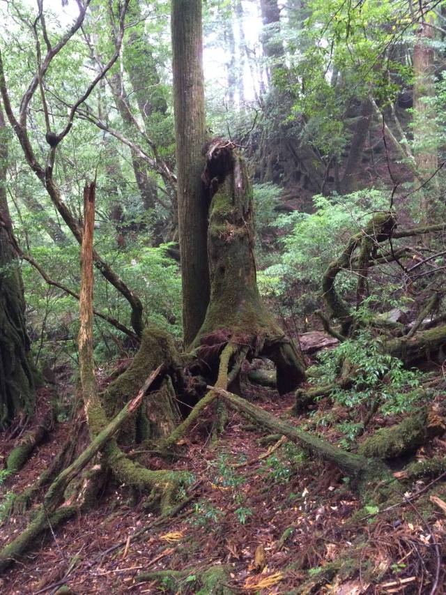 japan16-yakusugiland-57