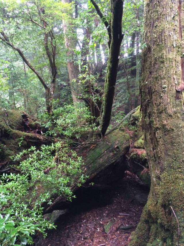 japan16-yakusugiland-58