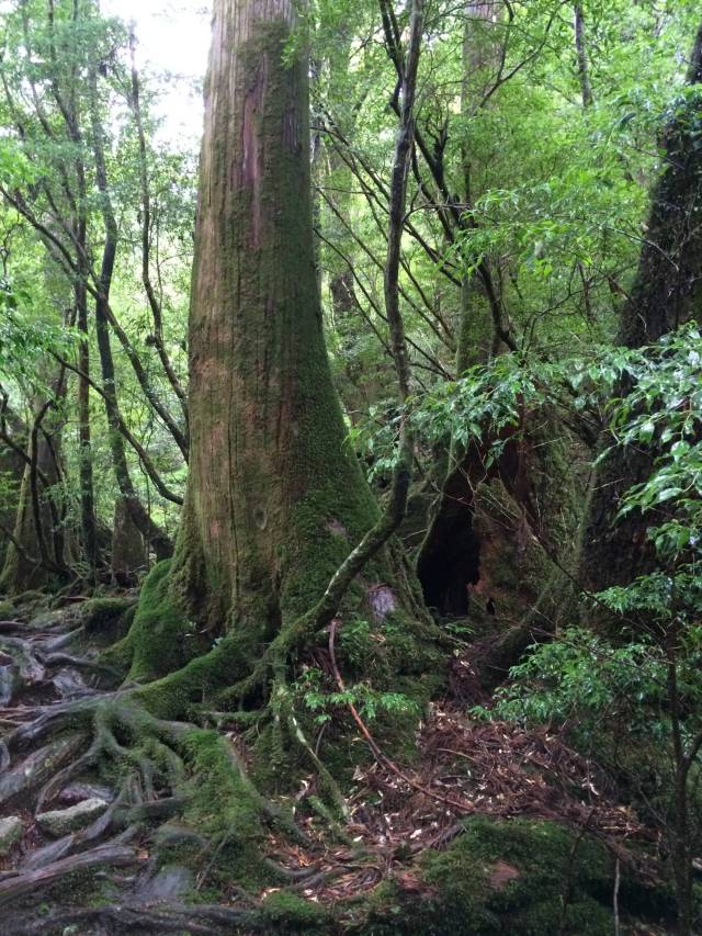 japan16-yakusugiland-59