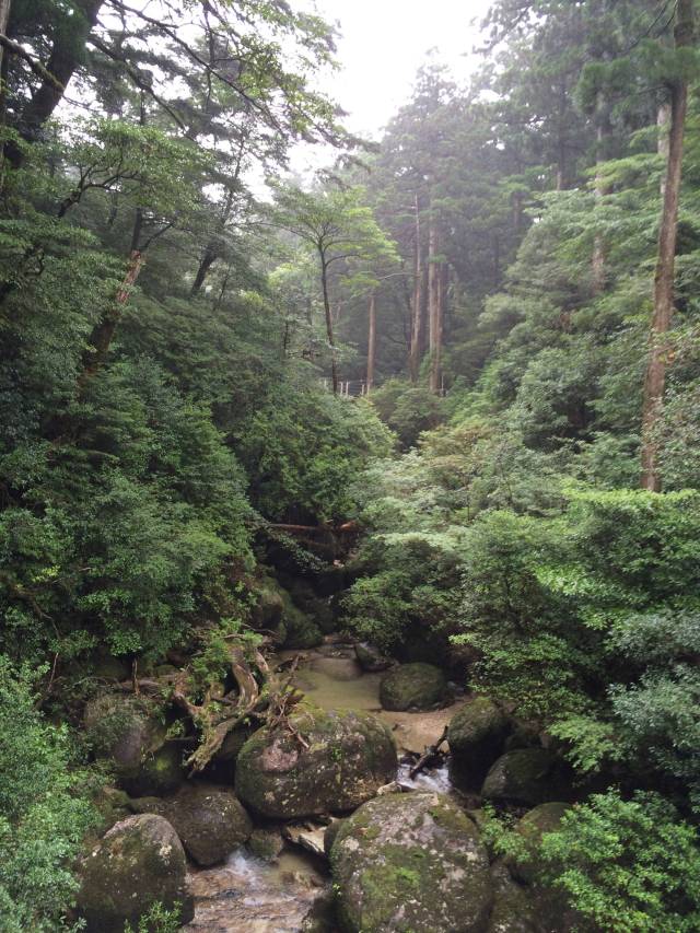 japan16-yakusugiland-6