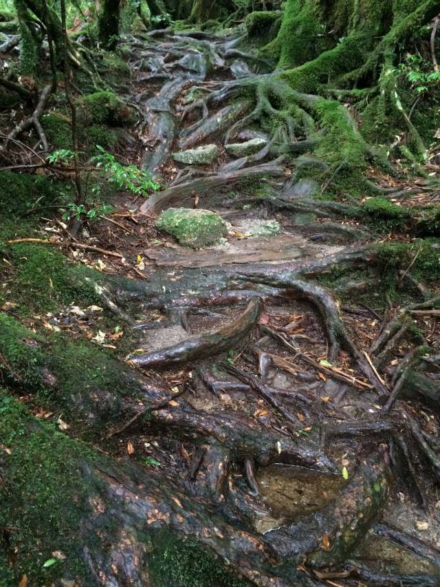 japan16-yakusugiland-60