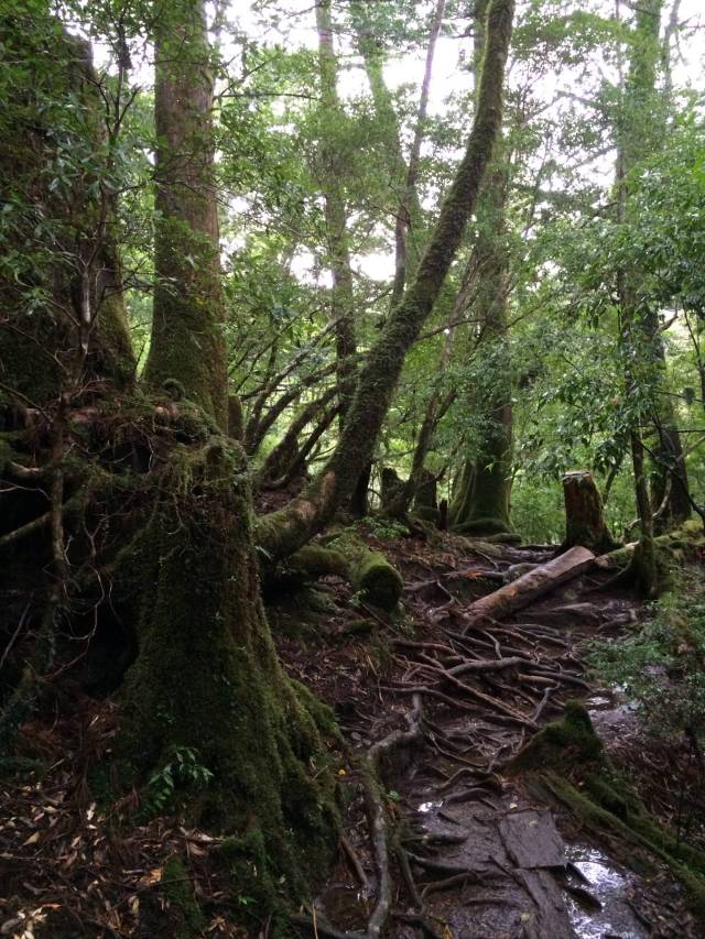 japan16-yakusugiland-61