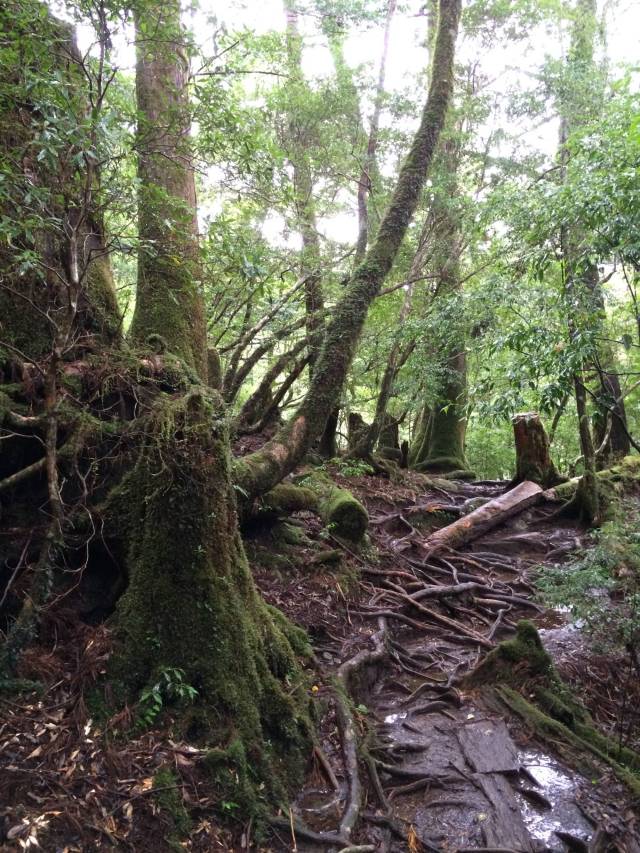 japan16-yakusugiland-62