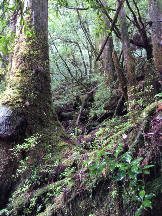 japan16-yakusugiland-64