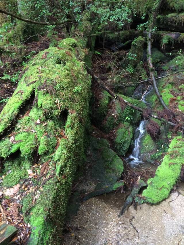 japan16-yakusugiland-65