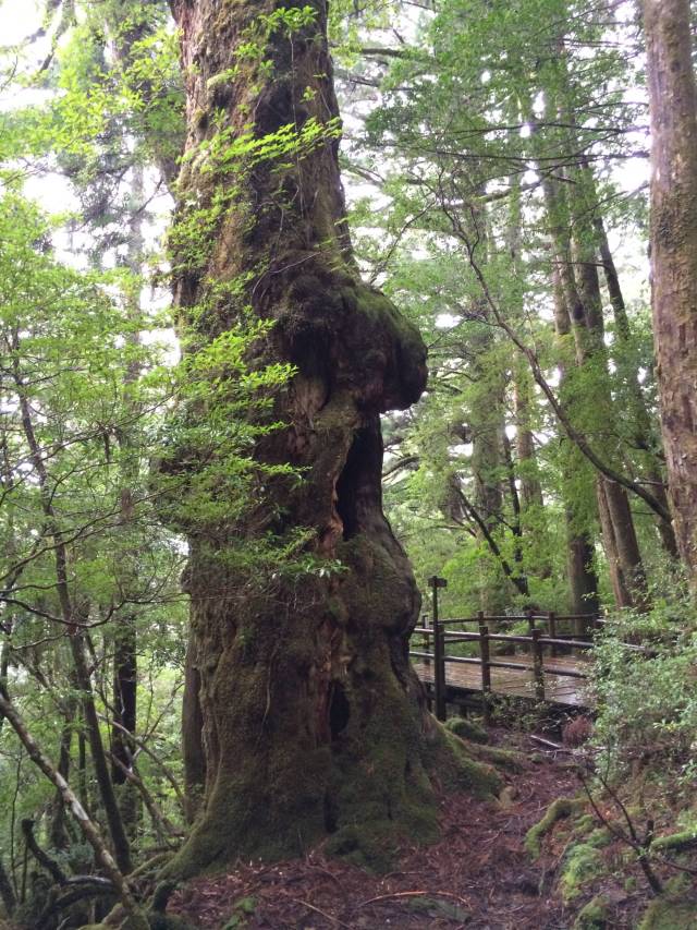 japan16-yakusugiland-66