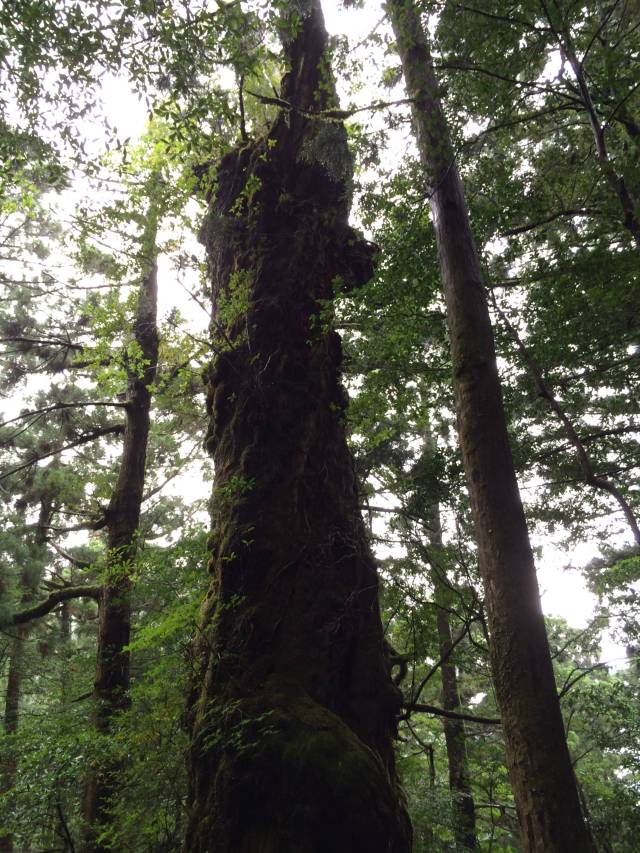 japan16-yakusugiland-68