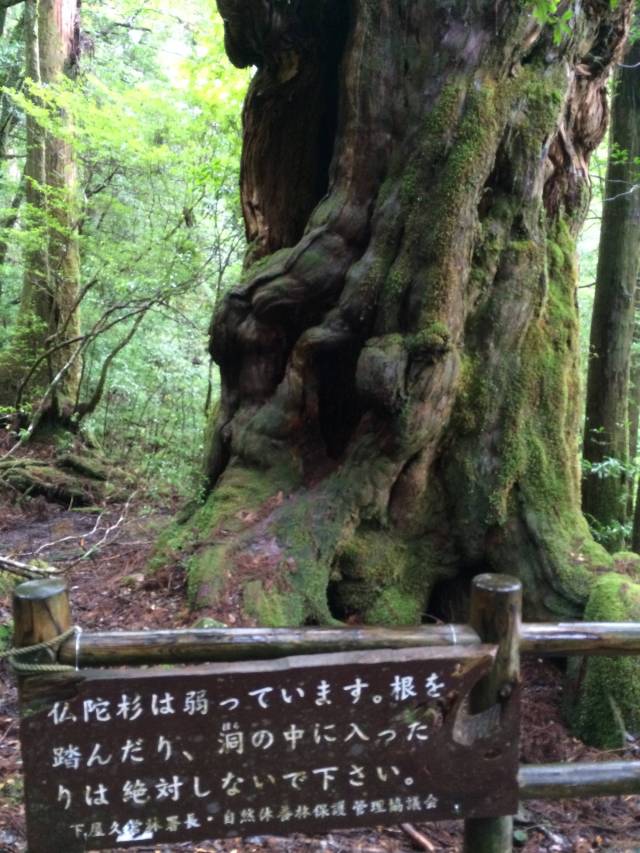 japan16-yakusugiland-69