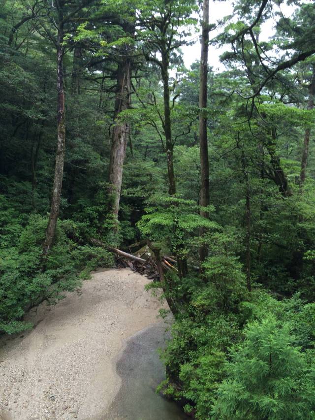 japan16-yakusugiland-7