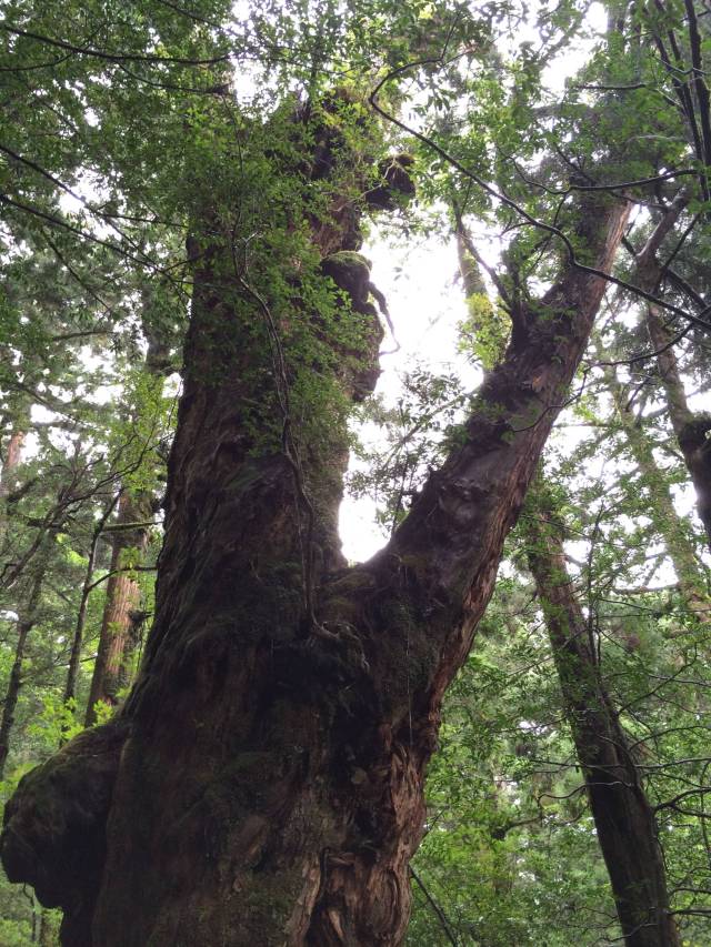 japan16-yakusugiland-70