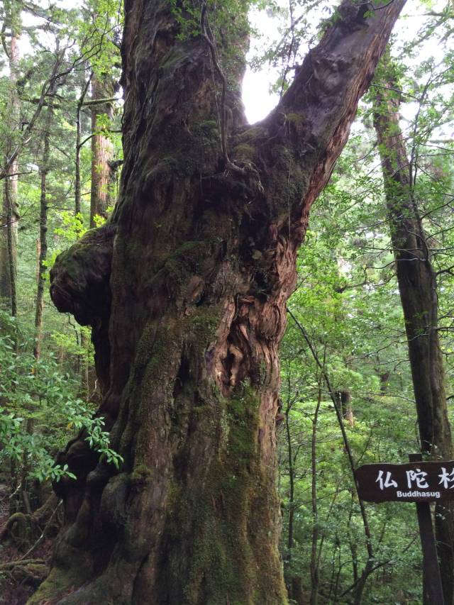 japan16-yakusugiland-71