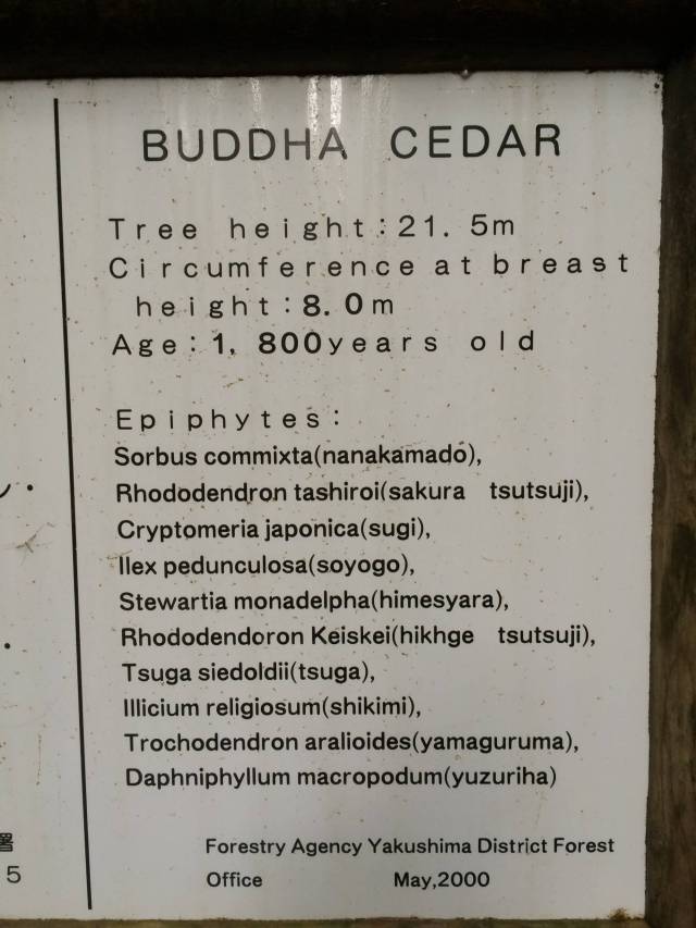 japan16-yakusugiland-72