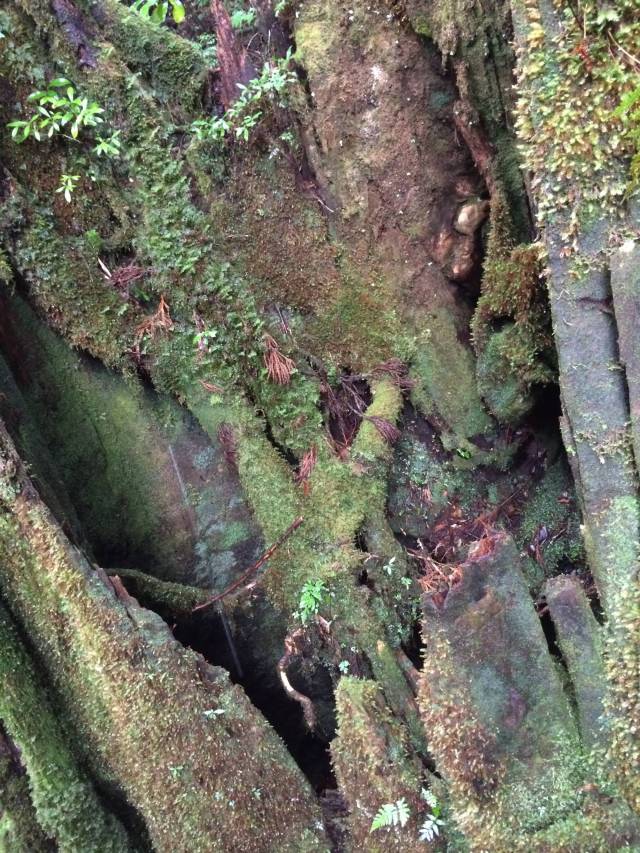 japan16-yakusugiland-74