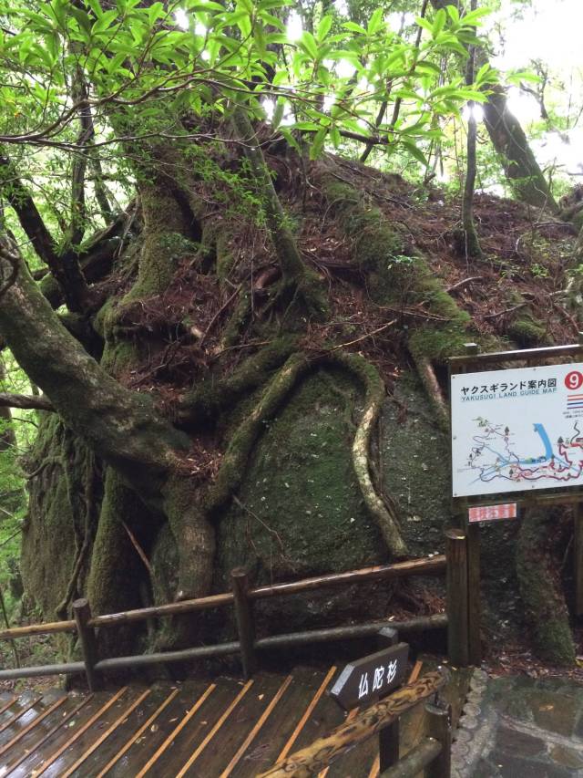 japan16-yakusugiland-75