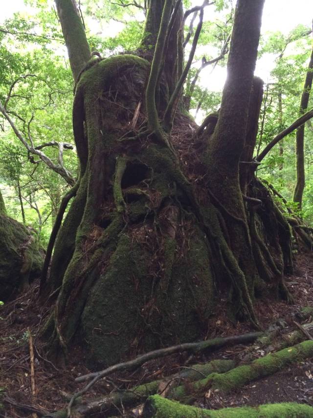 japan16-yakusugiland-76