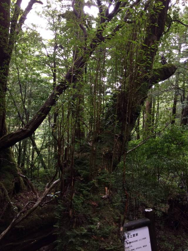 japan16-yakusugiland-77