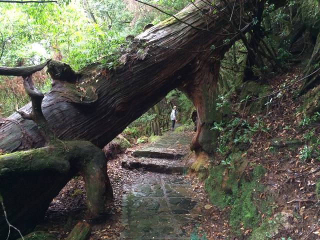 japan16-yakusugiland-78