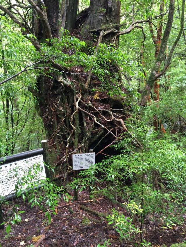 japan16-yakusugiland-79