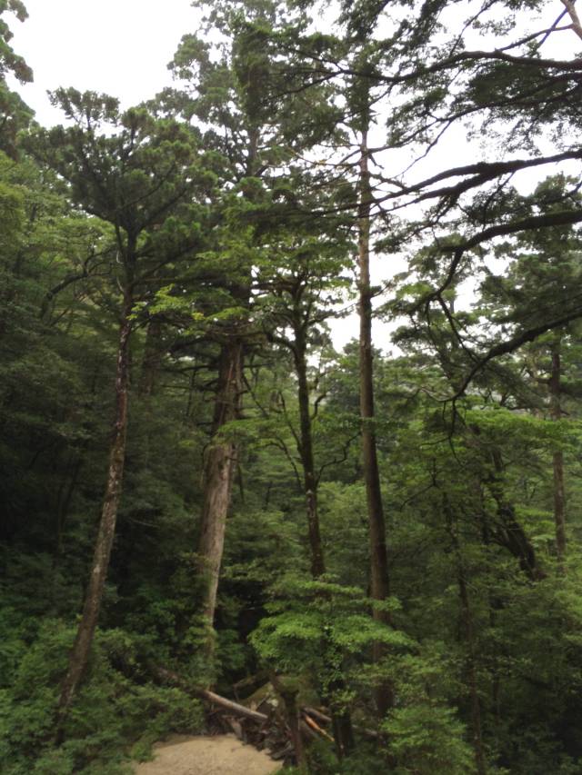 japan16-yakusugiland-8