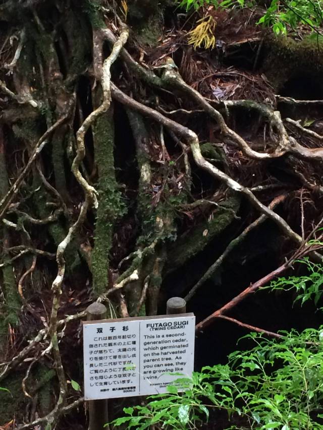 japan16-yakusugiland-80