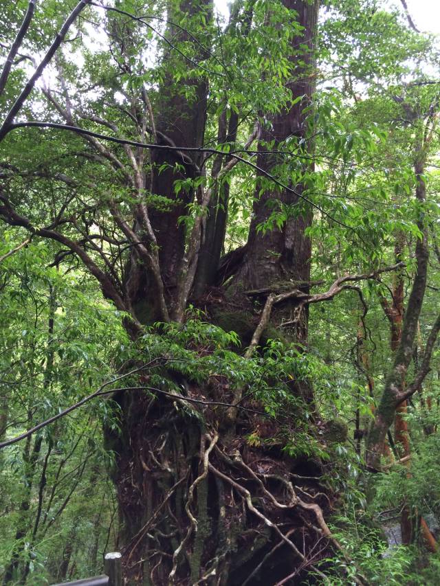 japan16-yakusugiland-81