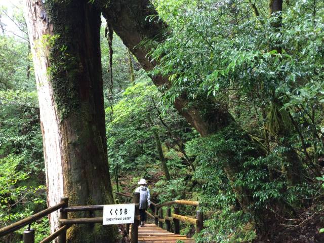 japan16-yakusugiland-82