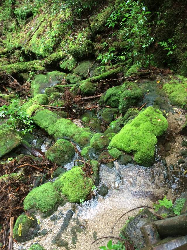 japan16-yakusugiland-83