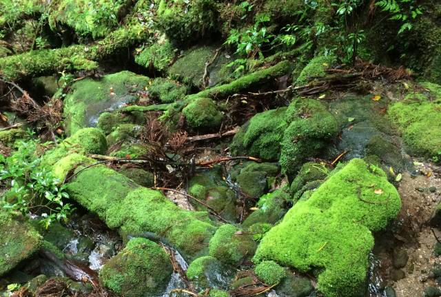 japan16-yakusugiland-84