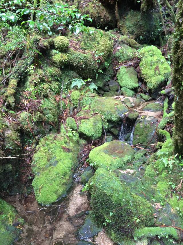 japan16-yakusugiland-85