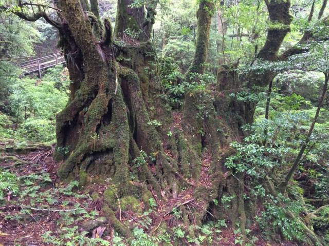 japan16-yakusugiland-86