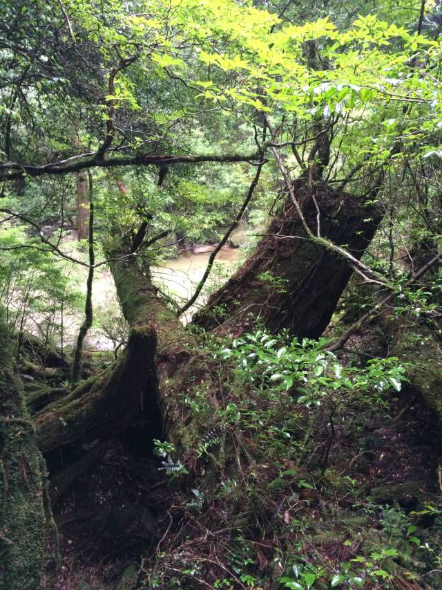 japan16-yakusugiland-9