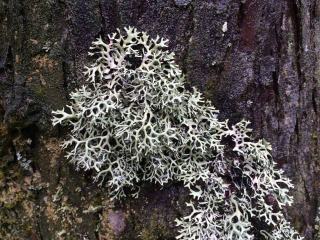 japan16-yakusugiland-lichen