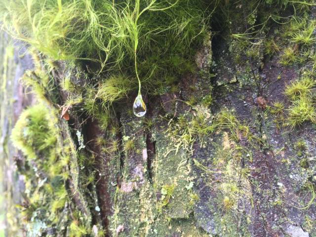 japan16-yakusugiland-moss-drop-1