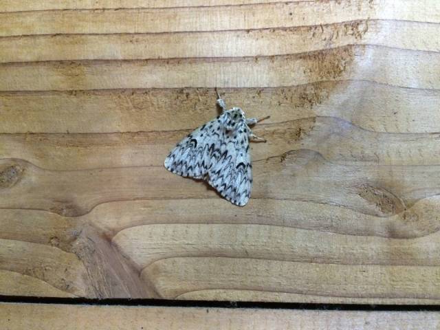 japan16-yakusugiland-mothra