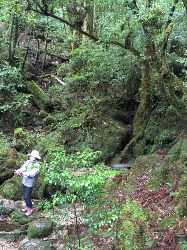 japan16-yakusugiland-not-fishing