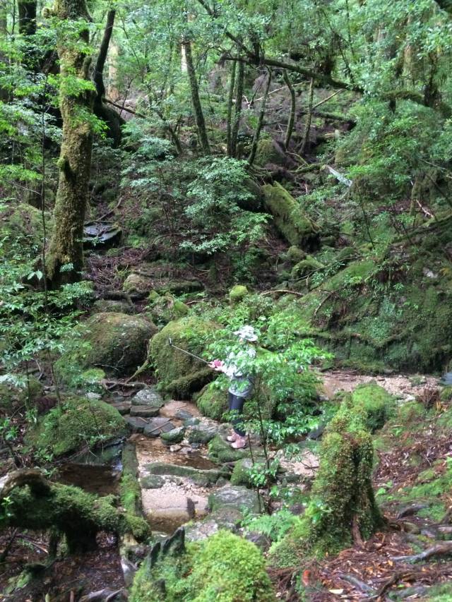 japan16-yakusugiland-not-golfing