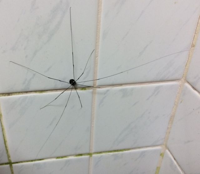 japan16-yakusugiland-spider1