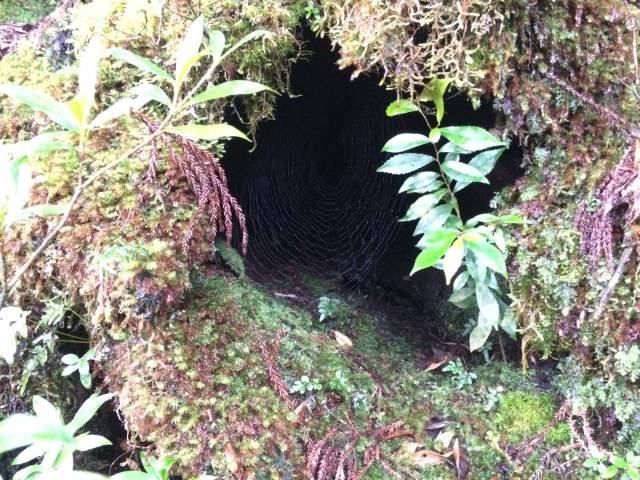 japan16-yakusugiland-web-1