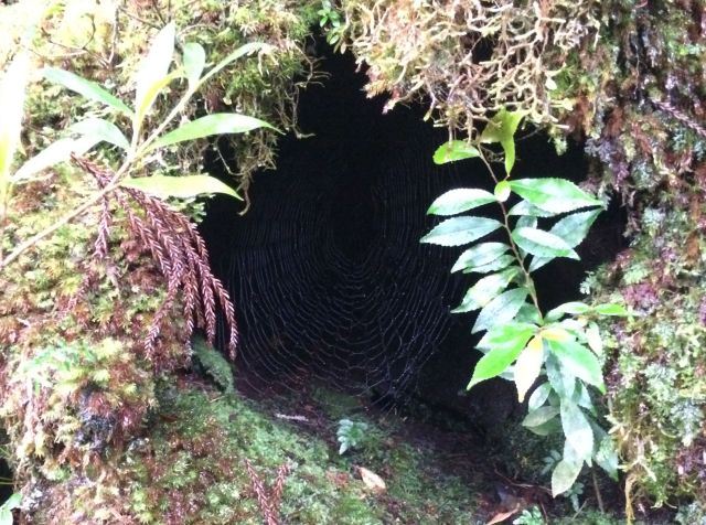 japan16-yakusugiland-web-2