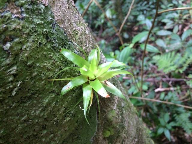 Bromiliad in the cloud forest at Monteverde National Park, Costa Rica.